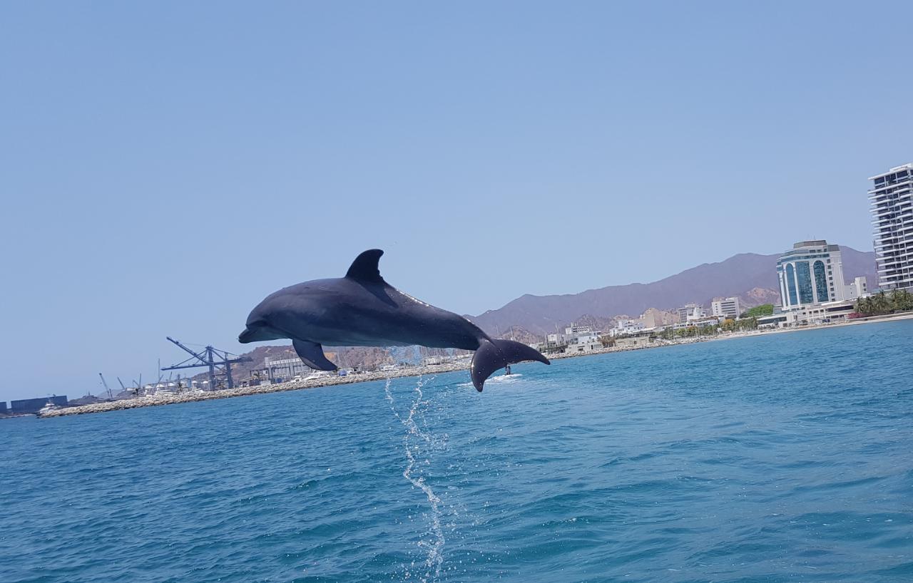 Indetur Celebra Espectaculos De Delfines A Mar Abierto Alcaldia Distrital De Santa Marta