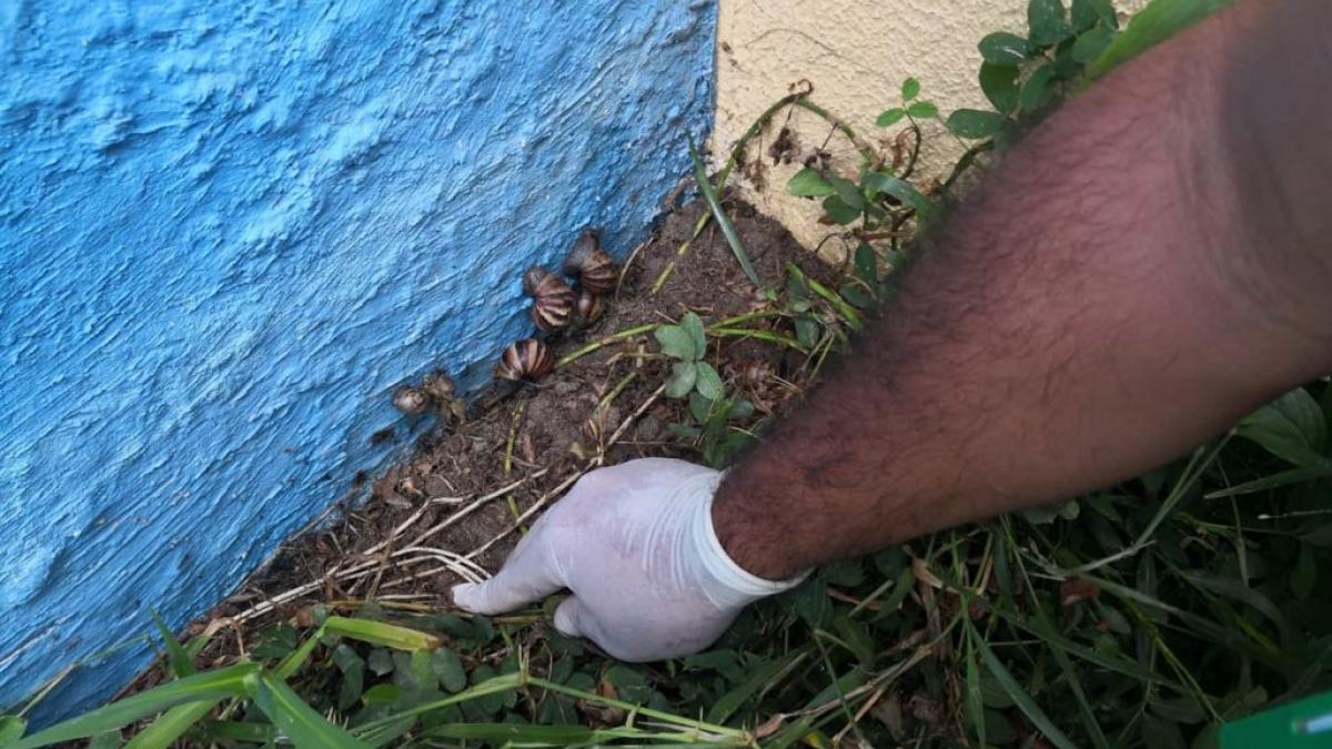 Dadsa emite medidas de prevención a samarios, tras el hallazgo del caracol africano en Gaira