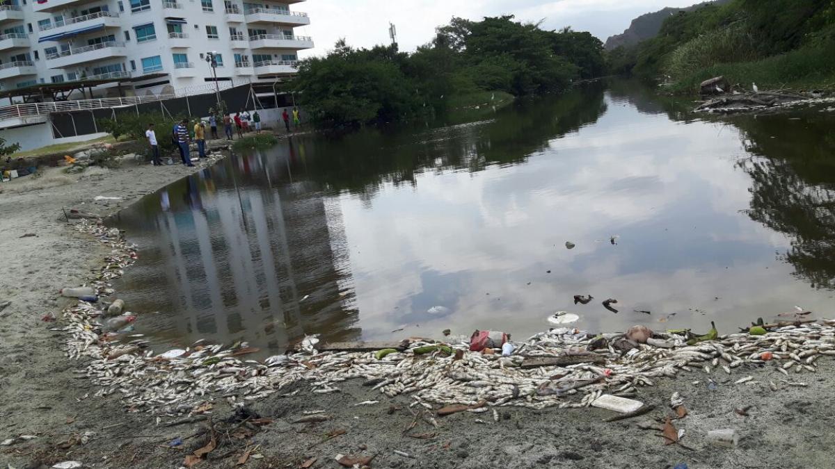 Dadsa atiende caso de mortandad de peces en  desembocadura del Manzanares